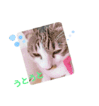 美猫 ご挨拶＆敬語（個別スタンプ：18）
