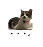 美猫 ご挨拶＆敬語（個別スタンプ：19）