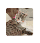 美猫 ご挨拶＆敬語（個別スタンプ：20）