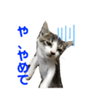 美猫 ご挨拶＆敬語（個別スタンプ：21）