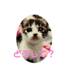 美猫 ご挨拶＆敬語（個別スタンプ：22）