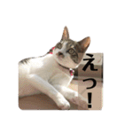 美猫 ご挨拶＆敬語（個別スタンプ：23）