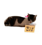 美猫 ご挨拶＆敬語（個別スタンプ：24）