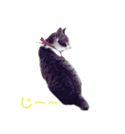 美猫 ご挨拶＆敬語（個別スタンプ：25）
