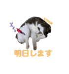 美猫 ご挨拶＆敬語（個別スタンプ：26）