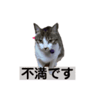 美猫 ご挨拶＆敬語（個別スタンプ：27）