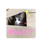 美猫 ご挨拶＆敬語（個別スタンプ：28）