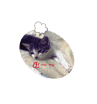 美猫 ご挨拶＆敬語（個別スタンプ：30）
