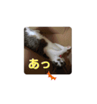 美猫 ご挨拶＆敬語（個別スタンプ：31）