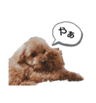 トイプーのゆら（個別スタンプ：11）