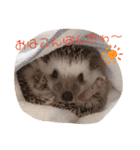 ハリボースタンプ2（個別スタンプ：1）