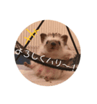 ハリボースタンプ2（個別スタンプ：6）