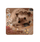 ハリボースタンプ2（個別スタンプ：7）