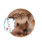 ハリボースタンプ2（個別スタンプ：8）