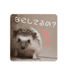 ハリボースタンプ2（個別スタンプ：13）