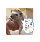 ハリボースタンプ2（個別スタンプ：27）