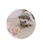 ハリボースタンプ2（個別スタンプ：30）