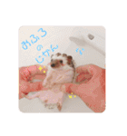 ハリボースタンプ2（個別スタンプ：36）