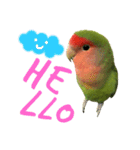 コザクラインコちょきの使える英語スタンプ（個別スタンプ：2）