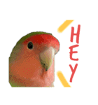 コザクラインコちょきの使える英語スタンプ（個別スタンプ：3）