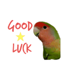 コザクラインコちょきの使える英語スタンプ（個別スタンプ：4）