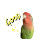 コザクラインコちょきの使える英語スタンプ（個別スタンプ：5）