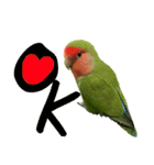 コザクラインコちょきの使える英語スタンプ（個別スタンプ：6）