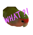 コザクラインコちょきの使える英語スタンプ（個別スタンプ：8）