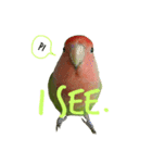 コザクラインコちょきの使える英語スタンプ（個別スタンプ：9）