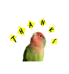 コザクラインコちょきの使える英語スタンプ（個別スタンプ：11）