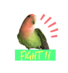 コザクラインコちょきの使える英語スタンプ（個別スタンプ：15）