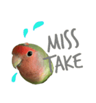 コザクラインコちょきの使える英語スタンプ（個別スタンプ：16）