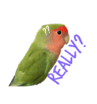 コザクラインコちょきの使える英語スタンプ（個別スタンプ：17）
