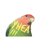 コザクラインコちょきの使える英語スタンプ（個別スタンプ：18）