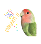 コザクラインコちょきの使える英語スタンプ（個別スタンプ：19）