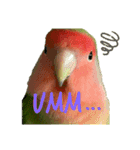 コザクラインコちょきの使える英語スタンプ（個別スタンプ：20）