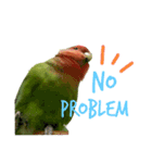 コザクラインコちょきの使える英語スタンプ（個別スタンプ：21）