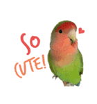 コザクラインコちょきの使える英語スタンプ（個別スタンプ：22）