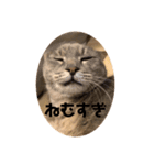 可愛い猫 みーすけ（個別スタンプ：1）