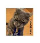 可愛い猫 みーすけ（個別スタンプ：2）