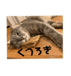 可愛い猫 みーすけ（個別スタンプ：3）