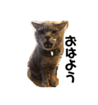可愛い猫 みーすけ（個別スタンプ：4）