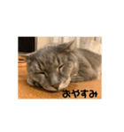 可愛い猫 みーすけ（個別スタンプ：5）