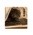 可愛い猫 みーすけ（個別スタンプ：6）