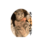 可愛い猫 みーすけ（個別スタンプ：7）