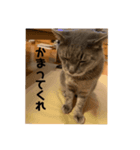 可愛い猫 みーすけ（個別スタンプ：8）