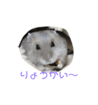 ハムスターのあおちゃん（個別スタンプ：3）