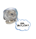 ハムスターのあおちゃん（個別スタンプ：4）