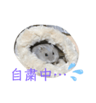 ハムスターのあおちゃん（個別スタンプ：6）