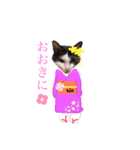 あわづさんちのにゃんこたち（個別スタンプ：4）